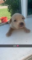 Other Puppies for sale in Rock Hill, SC, USA. price: NA