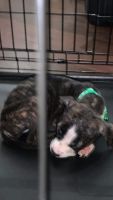 Other Puppies for sale in Chicago, IL 60644, USA. price: NA