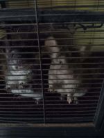 Otter Animals for sale in Shipshewana, IN 46565, USA. price: $300