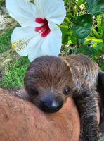 Otter Animals for sale in San Diego, California. price: $1,200