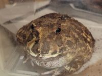 Pac Man Frog Amphibians for sale in Maple Grove - Franklin, Boise, ID 83709, USA. price: NA