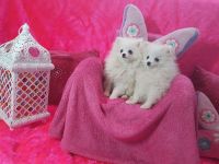 Pachon Navarro Puppies for sale in Bloomfield Ave, Bloomfield, CT 06002, USA. price: NA