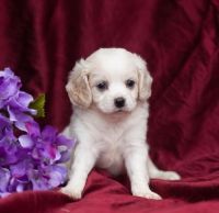Pachon Navarro Puppies for sale in Texas City, TX, USA. price: NA