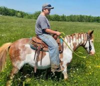 Paint horse Horses for sale in 242 Clover Top Rd, Markleysburg, PA 15459, USA. price: NA