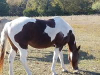Paint horse Horses for sale in Quinlan, TX 75474, USA. price: NA