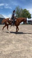 Paint horse Horses for sale in Murtaugh, ID 83344, USA. price: NA