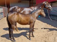 Paint Quarter Horse Horses for sale in San Angelo, TX, USA. price: NA