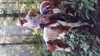 Paint Quarter Horse Horses for sale in Everett, WA, USA. price: $5,500