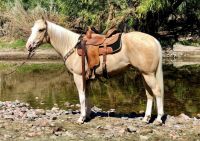 Paint Quarter Horse Horses for sale in Peachtree City, GA, USA. price: $1,400