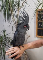 Palm Cockatoo Birds Photos