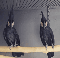 Palm Cockatoo Birds Photos