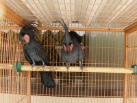 Palm Cockatoo Birds for sale in Colorado Springs, CO, USA. price: NA