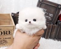 Pandikona Puppies for sale in St. Louis, MO, USA. price: NA