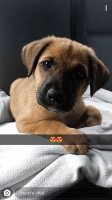 Pandikona Puppies for sale in Fayetteville, GA, USA. price: NA