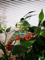 Panther Chameleon Reptiles for sale in Shreveport, LA 71105, USA. price: NA