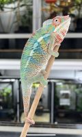 Panther Chameleon Reptiles for sale in Chanhassen, MN, USA. price: NA