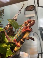 Panther Chameleon Reptiles for sale in 1060 Via La Paz, San Pedro, CA 90732, USA. price: NA