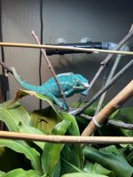 Panther Chameleon Reptiles for sale in Philadelphia, PA, USA. price: NA