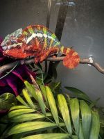 Panther Chameleon Reptiles for sale in Hackensack, NJ, USA. price: $350