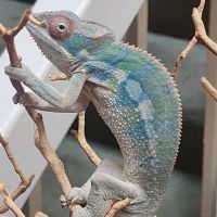 Panther Chameleon Reptiles for sale in Fountain Valley, California. price: $20,000