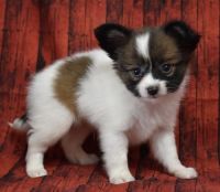 Papillon Puppies for sale in Midland Park, NJ 07432, USA. price: NA
