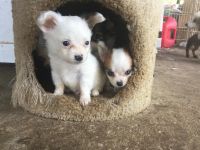 Papillon Puppies for sale in LOS RANCHOS DE ABQ, NM 87114, USA. price: NA