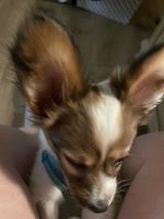 Papillon Puppies for sale in Hudson, FL 34667, USA. price: NA