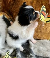 Papillon Puppies Photos