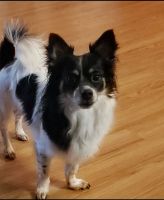 Papillon Puppies for sale in Killeen, TX, USA. price: NA