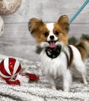 Papillon Puppies for sale in Humble, TX 77339, USA. price: NA