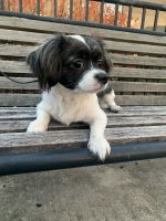 Papillon Puppies for sale in Maplewood, NJ, USA. price: NA