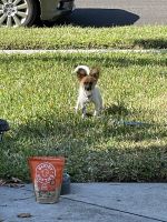 Papillon Puppies for sale in West Melbourne, FL 32904, USA. price: NA