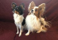 Papillon Puppies for sale in Green Bay, WI, USA. price: NA