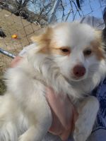 Papillon Puppies for sale in Boyd, TX 76023, USA. price: NA