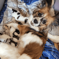 Papillon Puppies for sale in Waterbury, CT, USA. price: NA