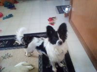 Papillon Puppies for sale in Conneautville, PA 16406, USA. price: NA