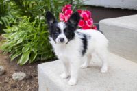 Papillon Puppies for sale in Fredericksburg, OH 44627, USA. price: NA