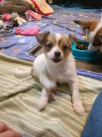 Papillon Puppies for sale in Iron River, MI 49935, USA. price: NA