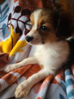 Papillon Puppies for sale in Hinesville, GA 31313, USA. price: NA