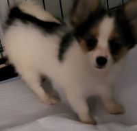 Papillon Puppies for sale in Hinesville, GA 31313, USA. price: NA