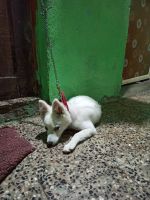 Papillon Puppies for sale in Jalna, Maharashtra, India. price: 15000 INR