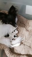 Papillon Puppies for sale in Fort Myers, FL, USA. price: NA