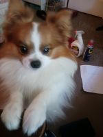 Papillon Puppies for sale in Weatherford, TX, USA. price: NA