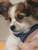 Papillon Puppies for sale in Chandler, AZ, USA. price: NA
