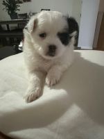 Papillon Puppies for sale in E 167th St, Bronx, NY, USA. price: NA