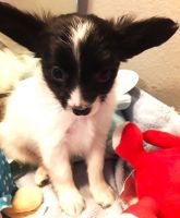 Papillon Puppies for sale in Fort Collins, CO, USA. price: $495