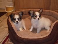 Papillon Puppies for sale in Carlsbad, CA, USA. price: NA