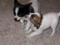 Papillon Puppies for sale in Cokeville, WY 83114, USA. price: NA