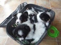 Papillon Puppies for sale in Chicago, IL, USA. price: NA