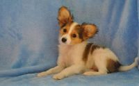 Papillon Puppies for sale in Jersey City, NJ, USA. price: NA